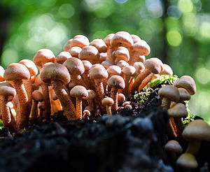 《森林里的小蘑菇》主题壁纸