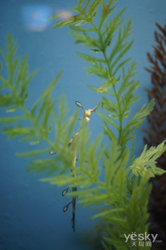 【挑战水世界 索尼α450上海海洋水族馆美图赏