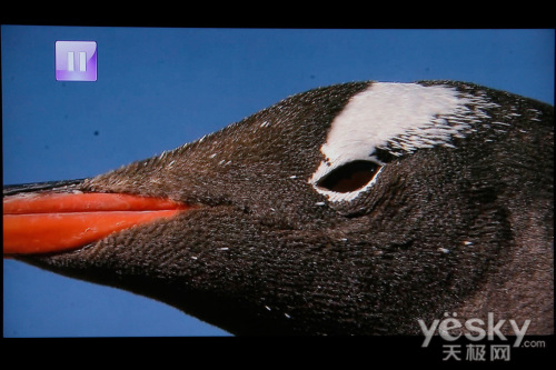 ������Ӱ���岥�Ż�����