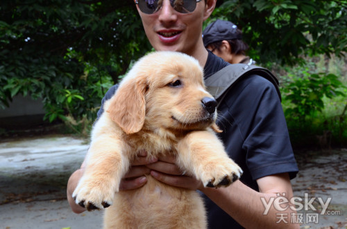 宠物外拍活动,吸引到了三条金毛巡回犬,三条德国牧羊犬,一条拉布拉多