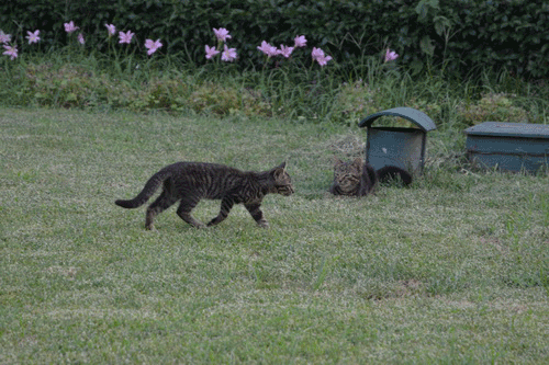 3x dx裁切格式下高速连拍gif动画演示通过我们的照片你可以发觉,尼康