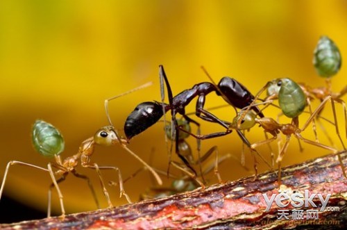 战斗无处不在——微距下蚂蚁的残酷斗争