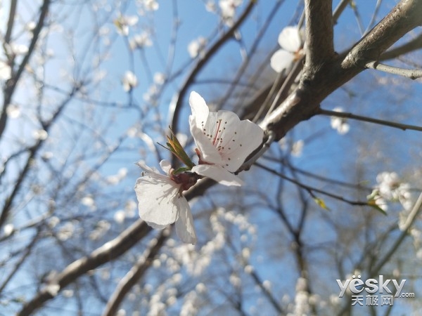 真能秒6S?三星S7玉渊潭樱花季拍照实战