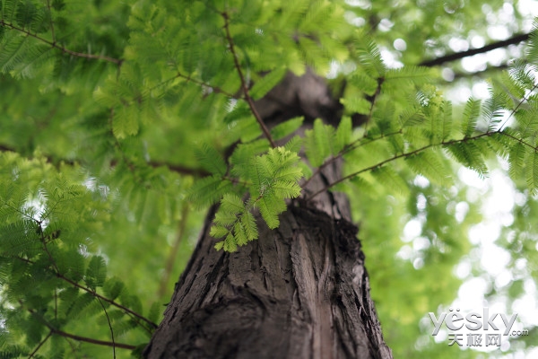 大光圈的魅力 索尼FE 50mm F1.8镜头评测