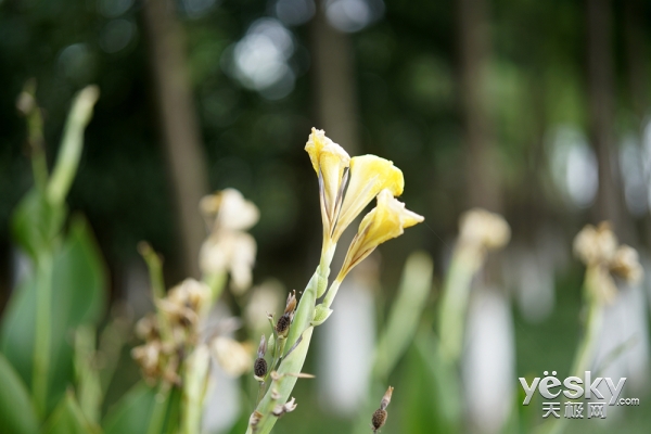 夜景&街拍利器索尼FE 50mm F1.4 ZA性能解