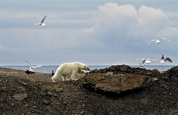 震惊!摄影师用10年拍极地冰川融化景象